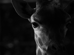 CCDの備忘録⑳+⑧