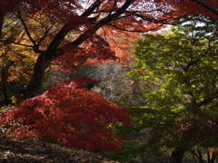 行楽日和②