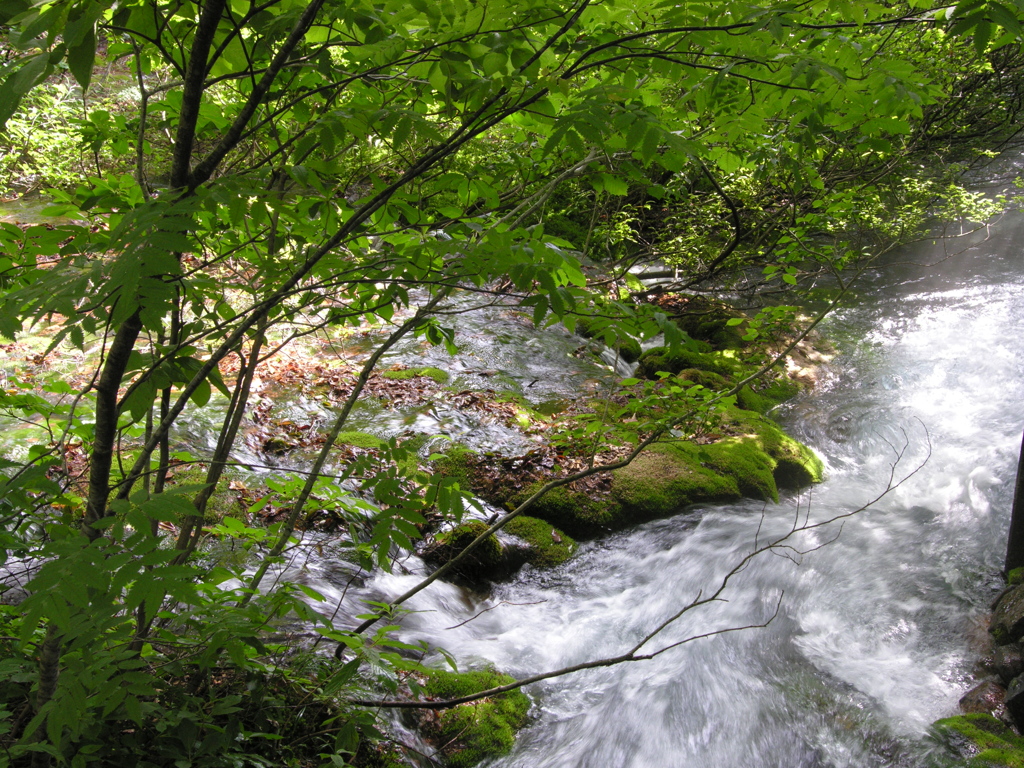 獅子ヶ鼻湿原