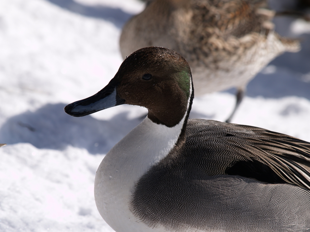 コダックホワイト②