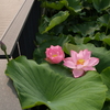 千秋公園④