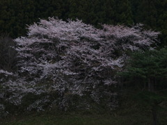 里の山桜