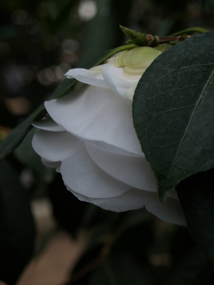 優しい光(White)②