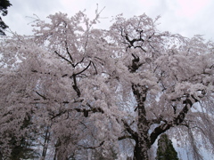桜こわい