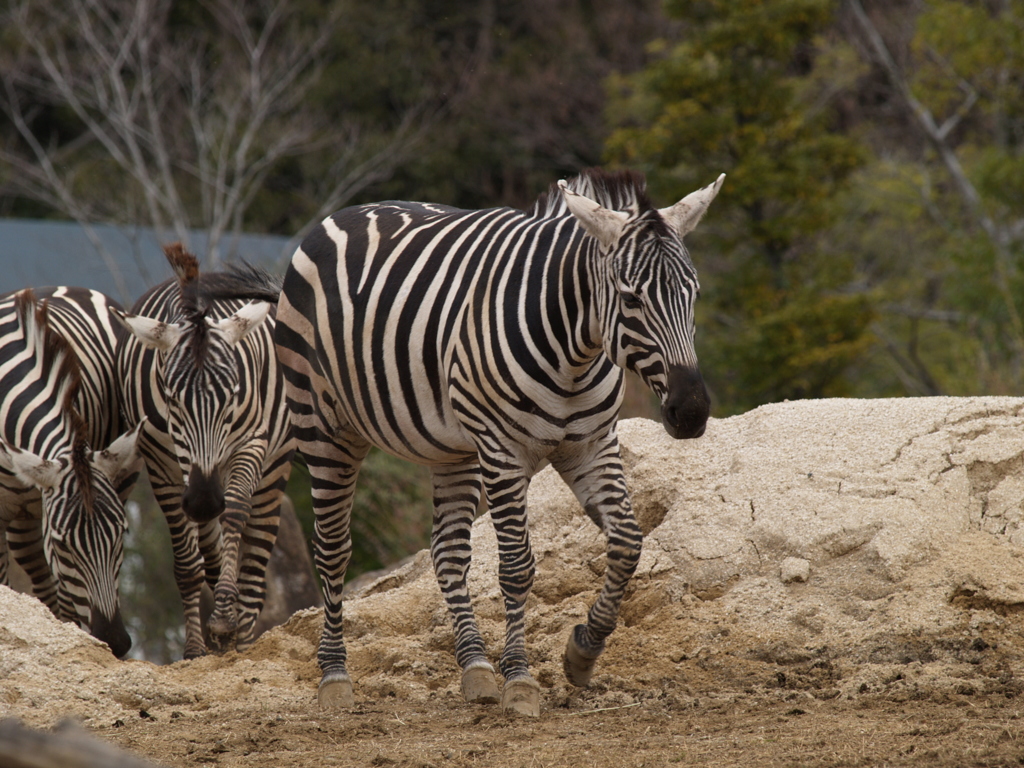 振り返り動物園⑩