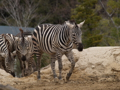 振り返り動物園⑩