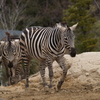 振り返り動物園⑩