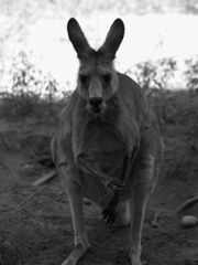 前足ペロペロ④