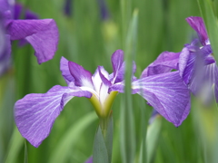 花菖蒲の季節②