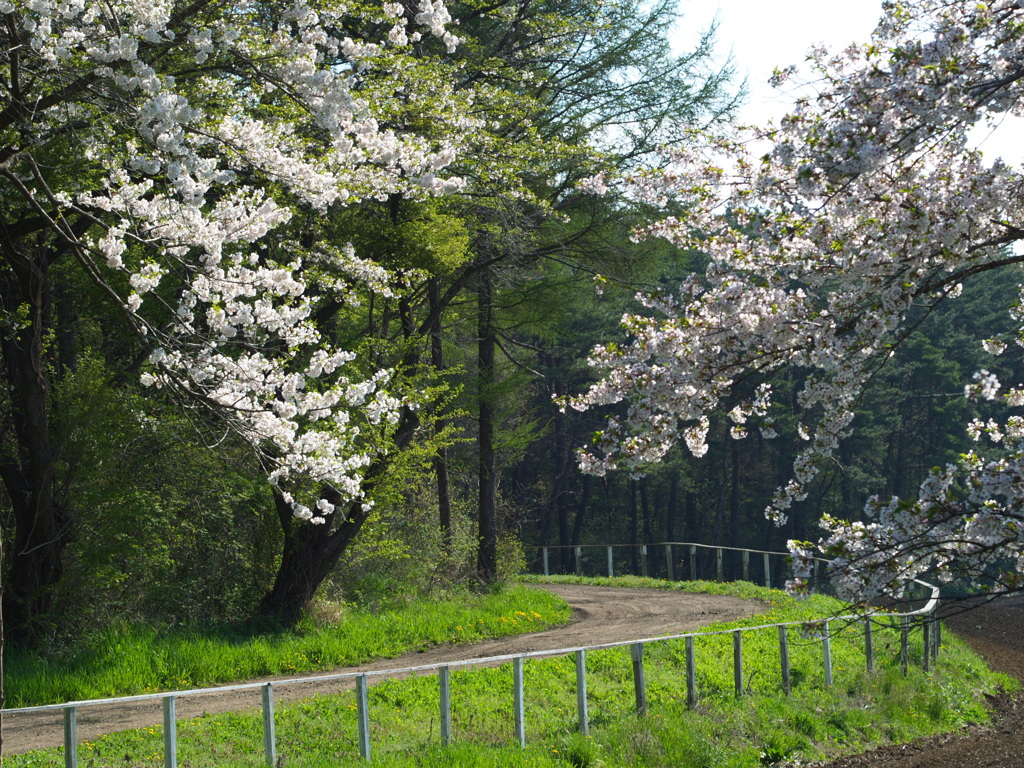 小岩井農場　柵例③