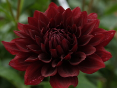 ダリア「黒蝶」の黒①