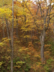 八甲田なら、①