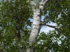 樹であり葉であり、付加価値なし