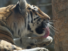 動物園に行こう⑫