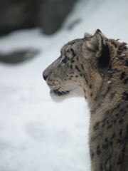 秋田_雪の動物園⑦