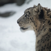 秋田_雪の動物園⑦