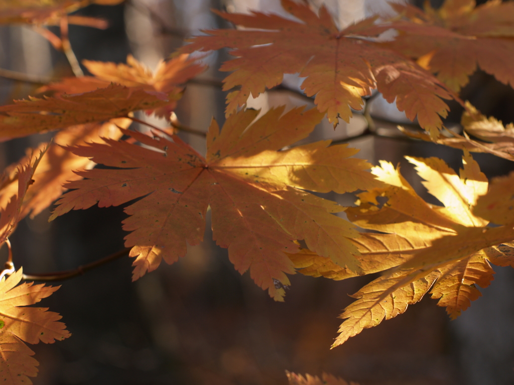 エセ技術と自然の光