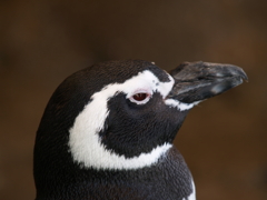 しながわ水族館③