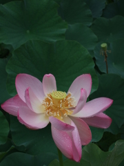 昔のコンデジの蓮