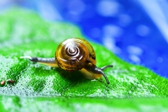 カタツムリ