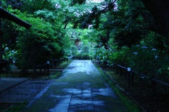 雨の音「ひとつまみの紫陽花を添えて」
