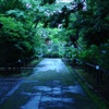 雨の音「ひとつまみの紫陽花を添えて」
