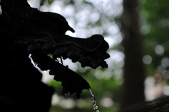 silhouette dragon
