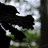 silhouette dragon