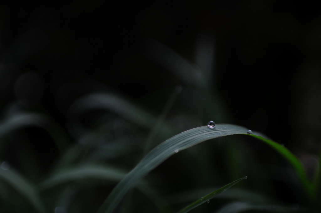 朝露ひと粒