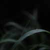 朝露ひと粒