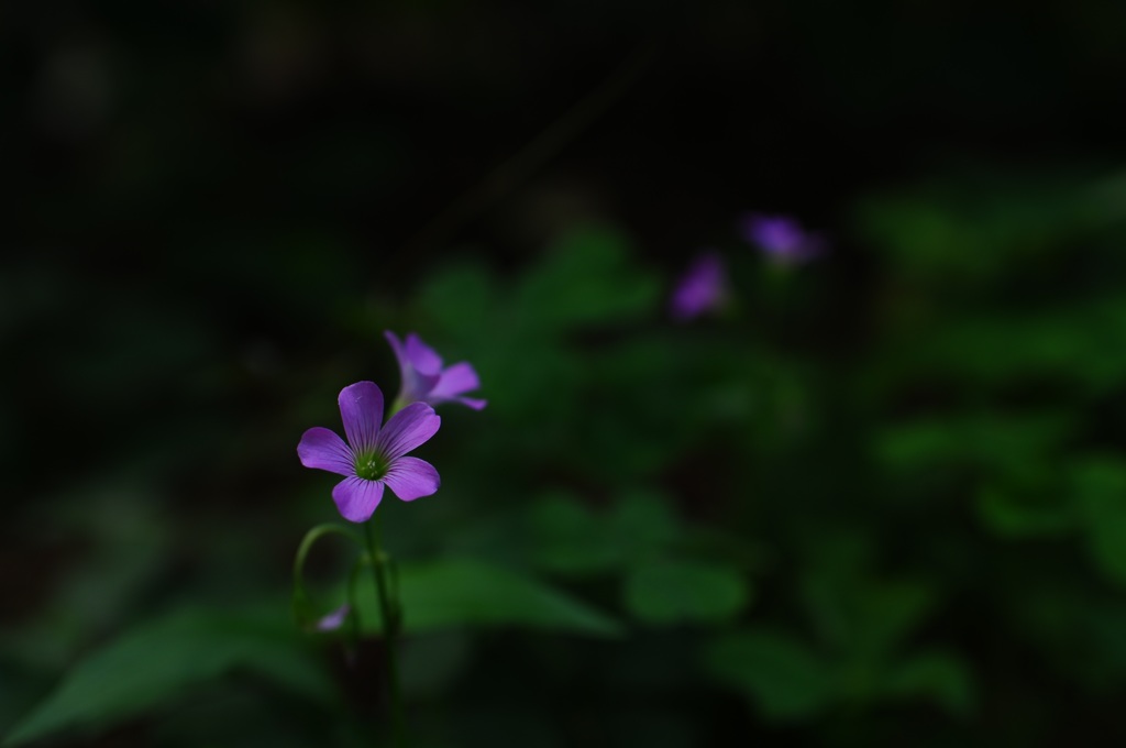 花(名前は知らない)