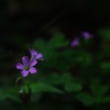 花(名前は知らない)