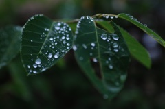 雨粒