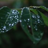 雨粒