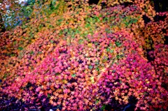 グラデーション紅葉