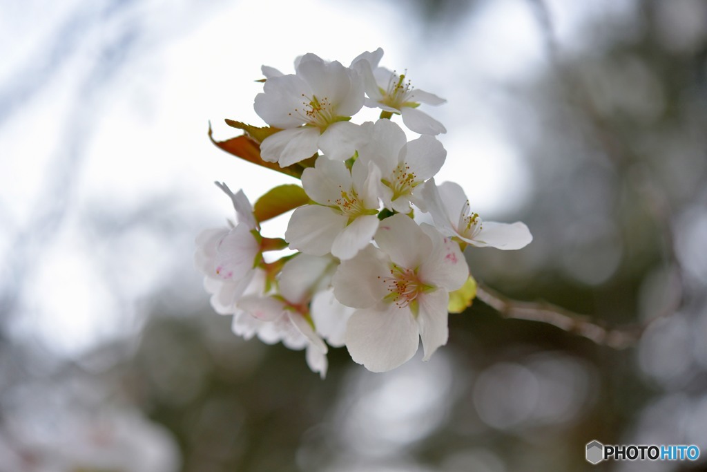 桜