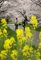 桜と菜の花