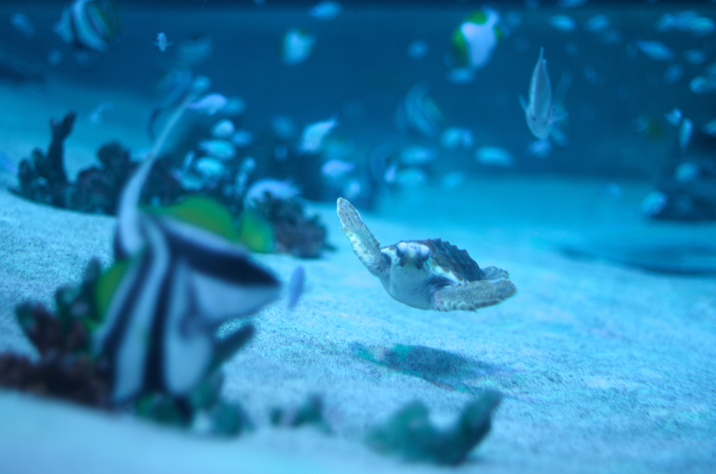 海の楽園