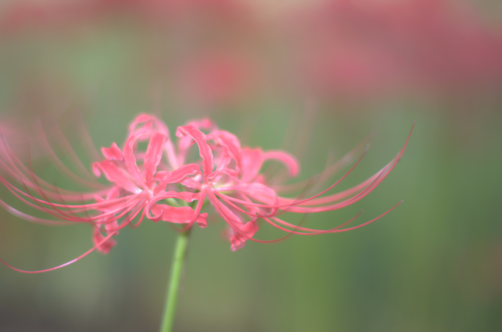 FA50mmF1.4テスト