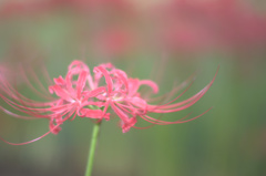 FA50mmF1.4テスト