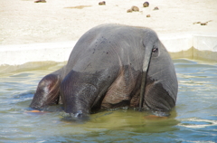 ぞうのおしり