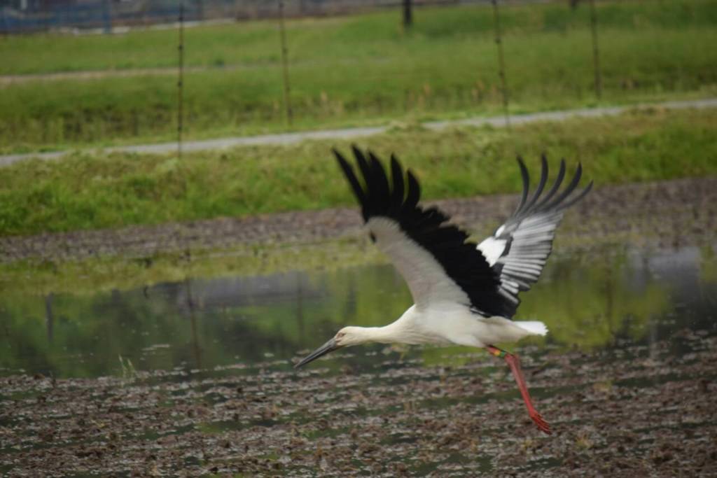 コウノトリ飛翔