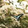 瑠璃色の蝶