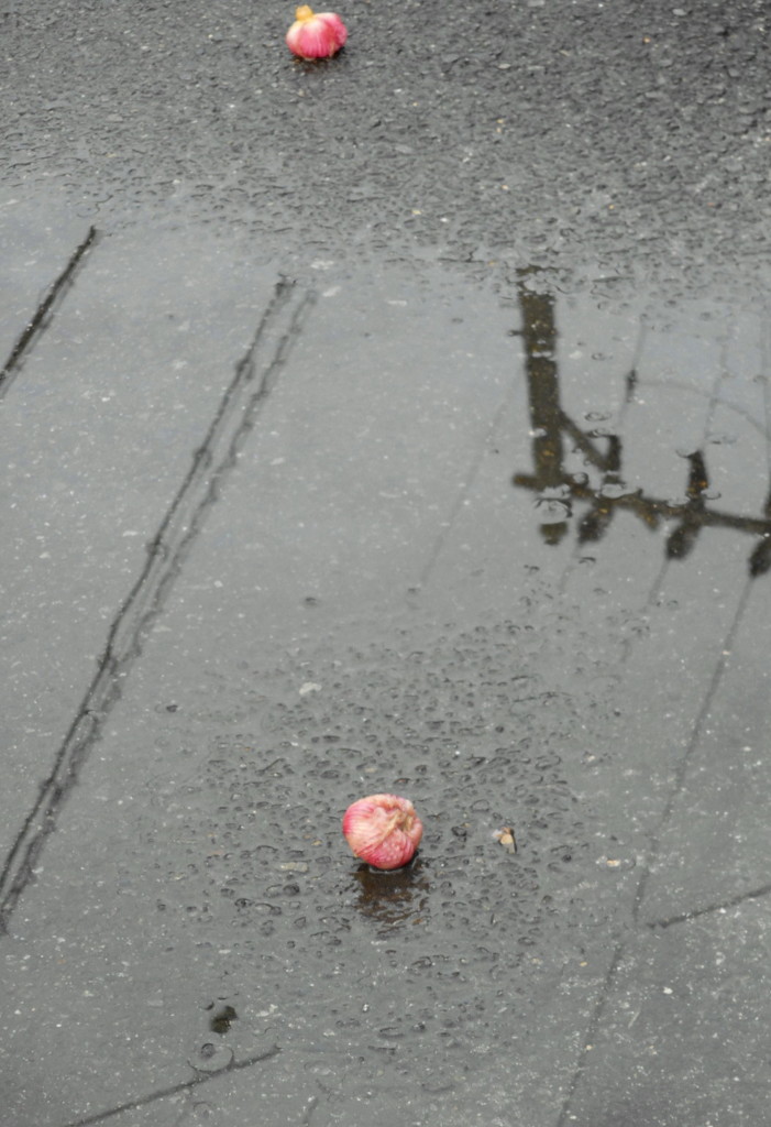 初秋の雨上がり