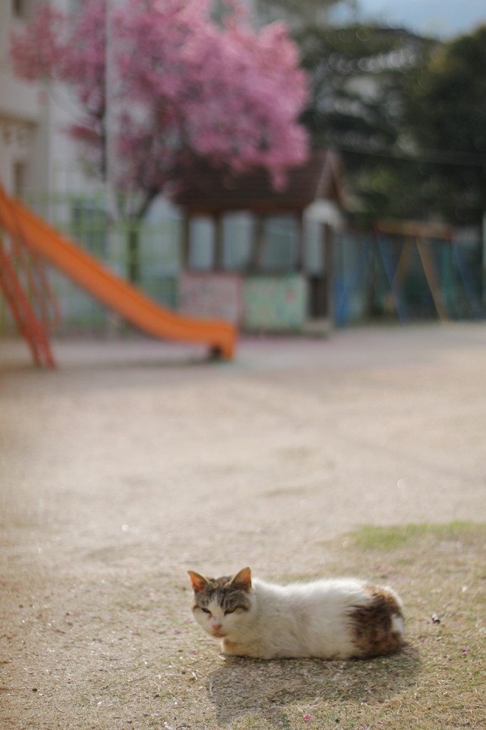 ねこと桜