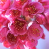 寒緋桜
