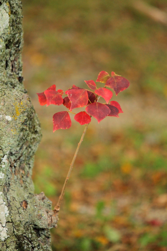 紅葉