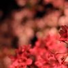 夜桜２