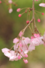 しだれ桜２