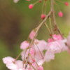 しだれ桜２